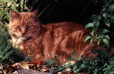 Ginger