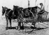 horses