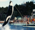 jump