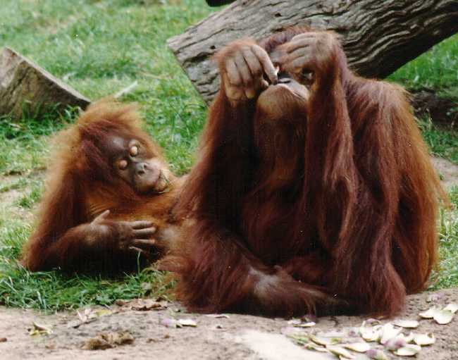 zoo photos