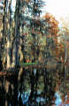 swamp