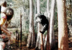 bear
