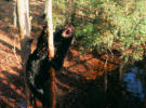 bear